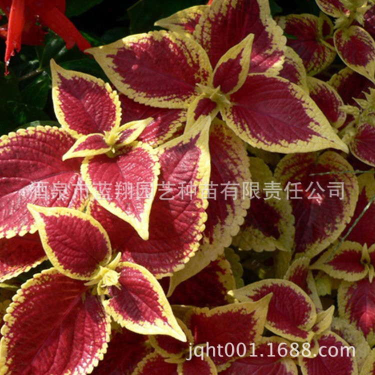 廠家直銷(xiāo)花卉種子彩葉草種子盆栽彩葉草五色草花觀景花海種子批發(fā)