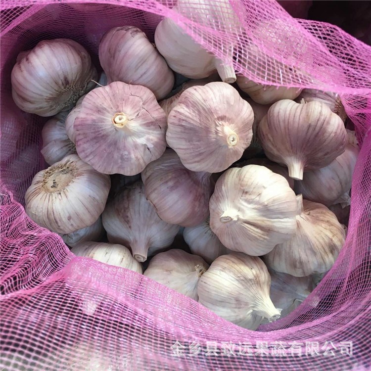 金鄉(xiāng)大蒜出口 冷庫保鮮大蒜 產(chǎn)地直銷 蒜農(nóng)收購 價(jià)格低 品質(zhì)好