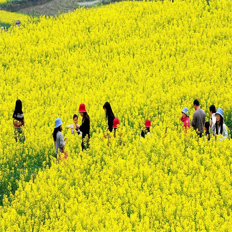 油菜籽牧草種子觀賞油菜花種子 榨油油菜籽北方耐寒四季種植