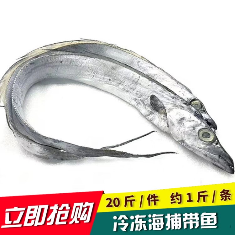 批發(fā)冷凍帶魚 海捕帶魚 釣帶級別 單條冷凍 10kg一件 約1斤/條