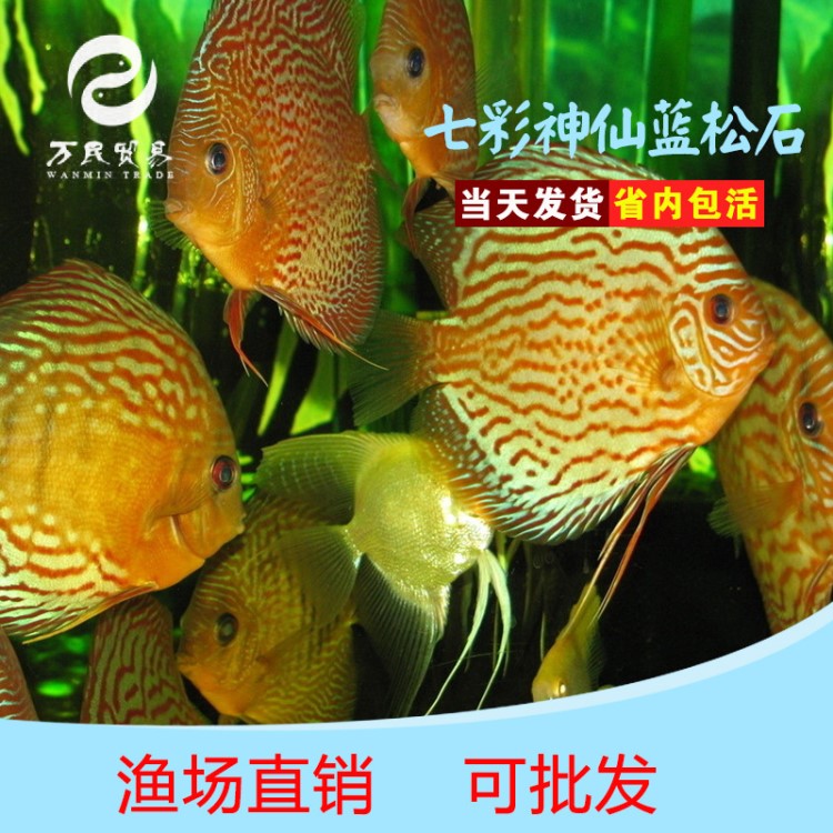 七彩神仙魚(yú) 藍(lán)松石 活體  魚(yú)苗 熱帶觀賞魚(yú) 水族特選