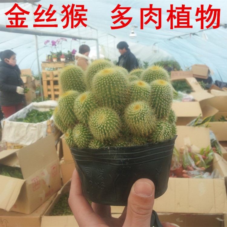 批发桌面小盆栽 多肉植物   金丝猴 多头仙人球