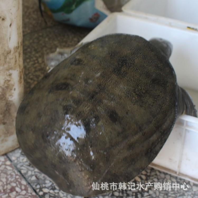 批發(fā)2019野生鮮活甲魚 湖北洪湖特產清水河鮮活水魚鮮活到家