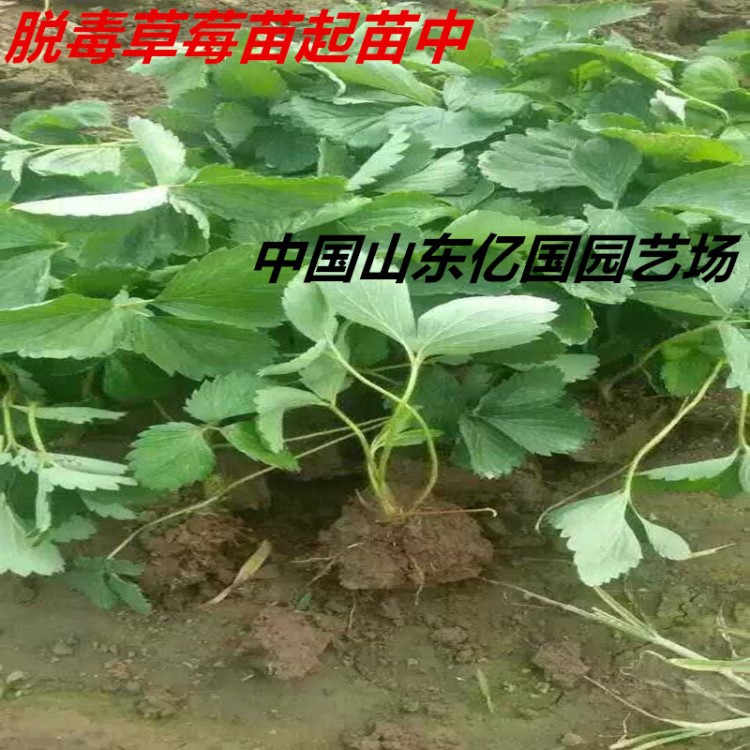 大量批發(fā)草莓苗子 草莓苗子原產(chǎn)地直銷 山東草莓苗子基地現(xiàn)貨供應(yīng)