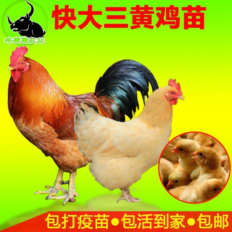 快大三黃雞苗批發(fā)紅玉雞苗包郵活體九斤黃麻k9雞苗綠殼蛋烏雞價(jià)格