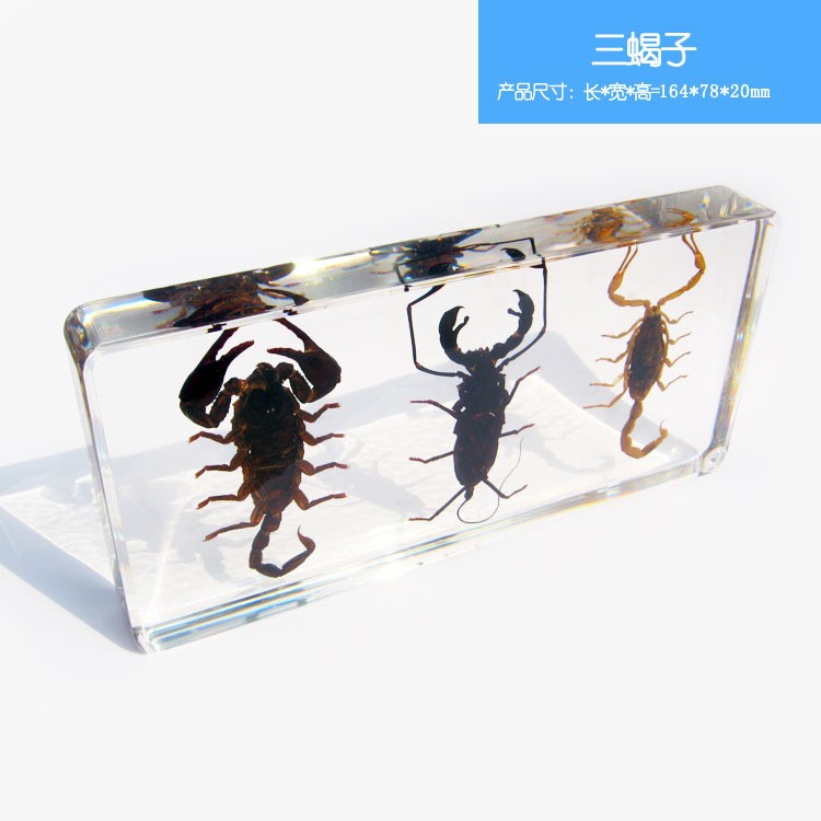 蝎子 昆蟲標(biāo)本 精美昆蟲琥珀書鎮(zhèn) 樹脂包埋工藝品 創(chuàng)意禮品 擺件