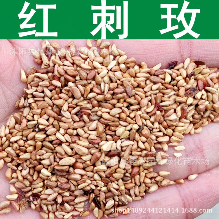 林木種子新采紅刺玫種子刺玫花紅刺梅種子粉團(tuán)薔薇發(fā)芽率高