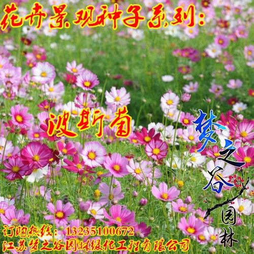 波斯菊種子混色批發(fā)波斯菊花籽宿根花種子矮桿格?；ú葑?
                                                         style=