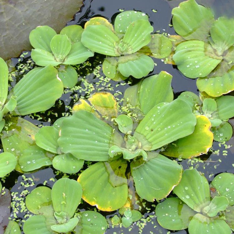 供應(yīng)大薸水生植物 凈化水體 株高23cm 量大叢優(yōu)