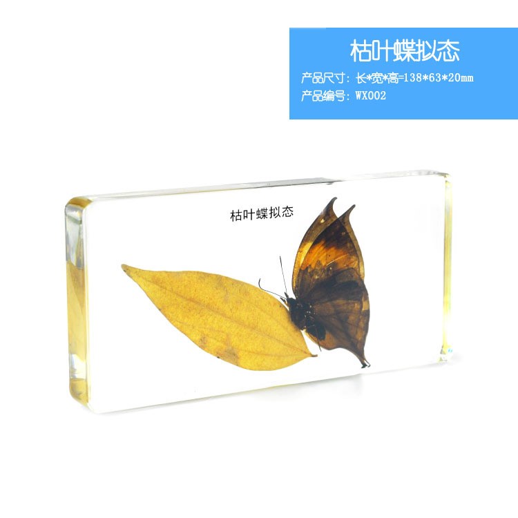 枯葉蝶擬態 竹節蟲擬態 種子的傳播方式標本包埋人工琥珀樹脂書鎮