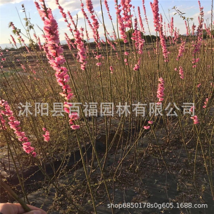 花灌木基地批發(fā) 綠葉碧桃 碧桃小樹 花桃小  顏色規(guī)格