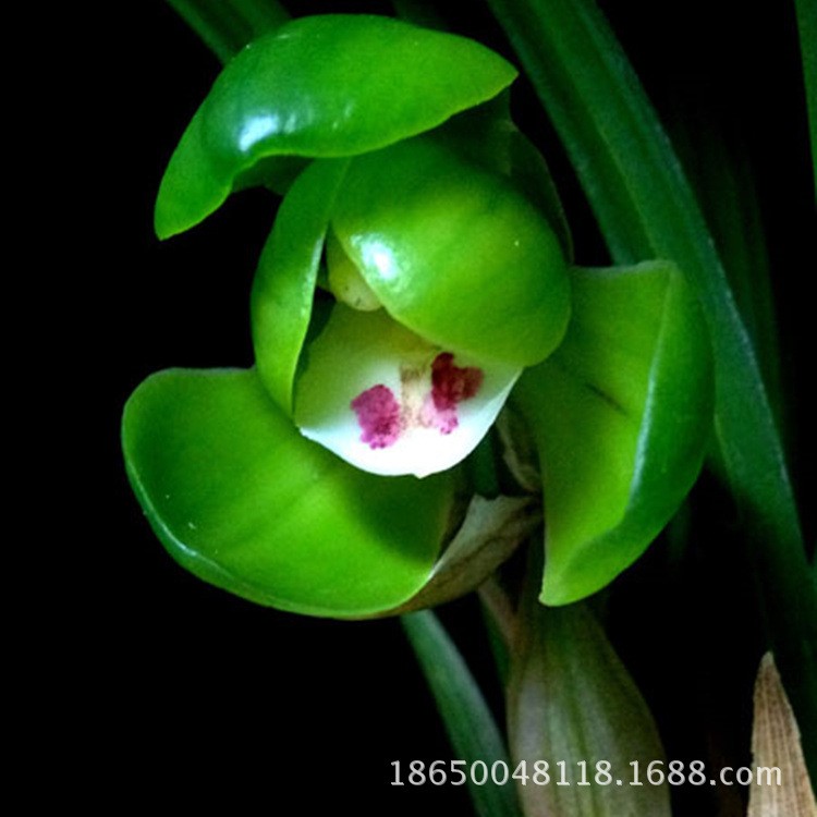 春蘭大團(tuán)圓 中矮種蘭花草濃香蘭花苗冬季帶花苞 精品好養(yǎng)花卉盆栽