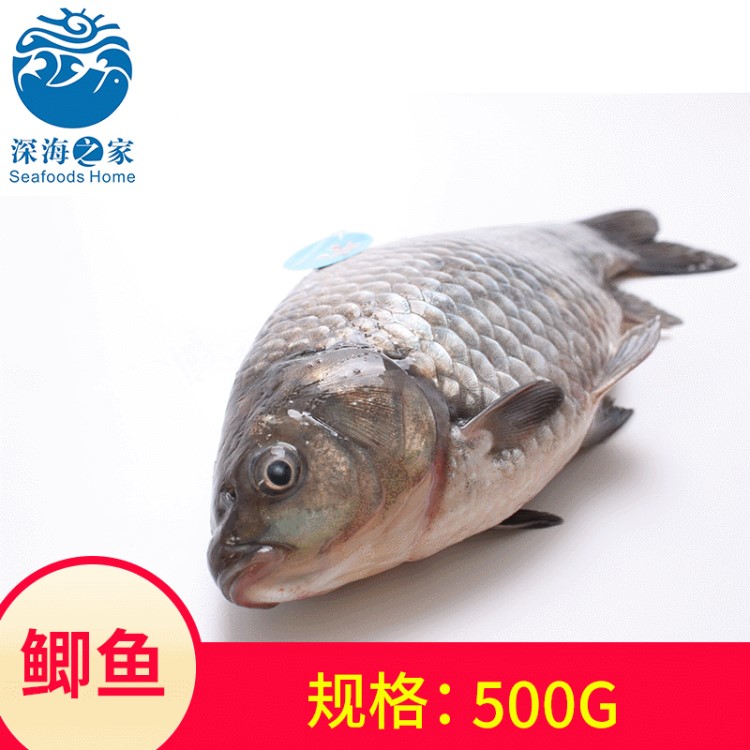 供應(yīng)鮮活海鮮鯽魚 產(chǎn)地供應(yīng)新鮮垂釣放生料理深海海魚鯽魚