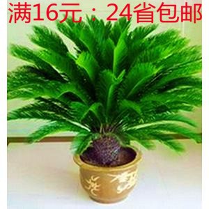 鐵樹(shù)苗植物盆栽蘇鐵苗大鐵樹(shù)庭院陽(yáng)臺(tái)室內(nèi)綠植四季常青盆景包郵