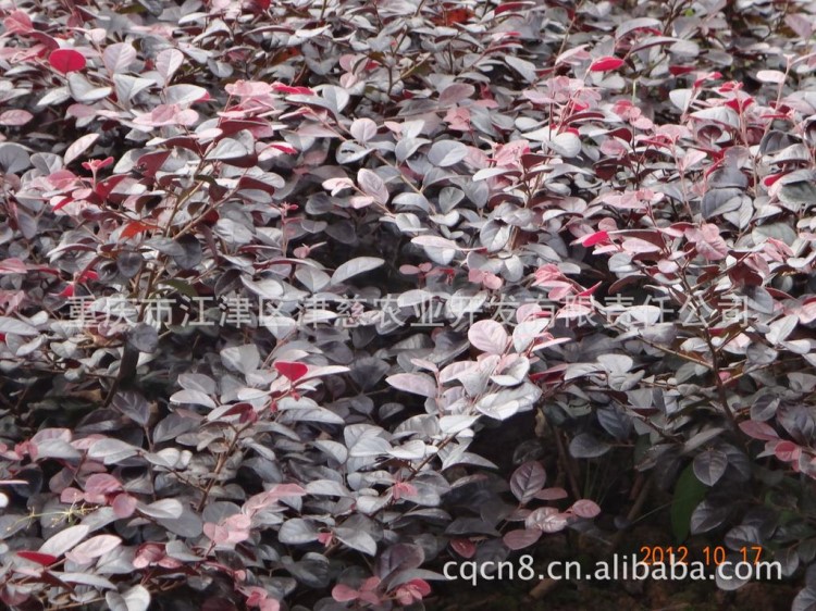 大量供應(yīng)園林綠化苗木 紅繼木扦插小苗 種苗