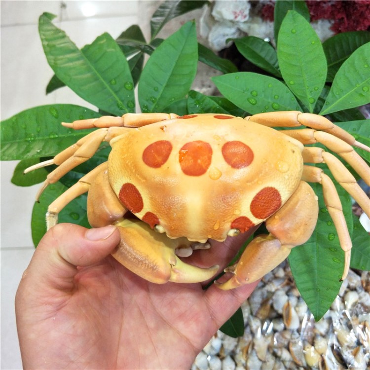 螃蟹海螺贝壳海洋生物教学标本博物馆水族家居创意旅游纪念品