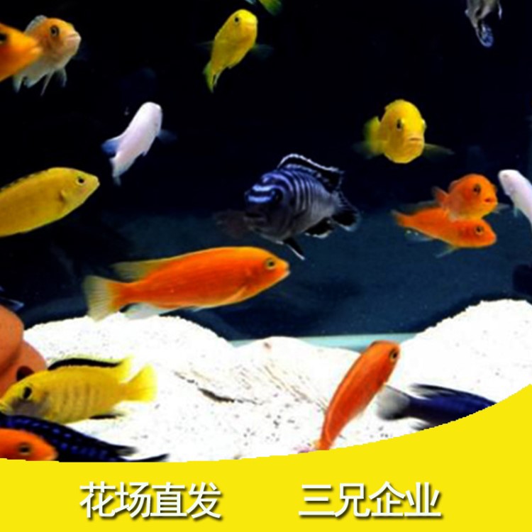 雜鯛魚三湖慈鯛馬鯛活體熱帶觀賞魚火鳥子黑線