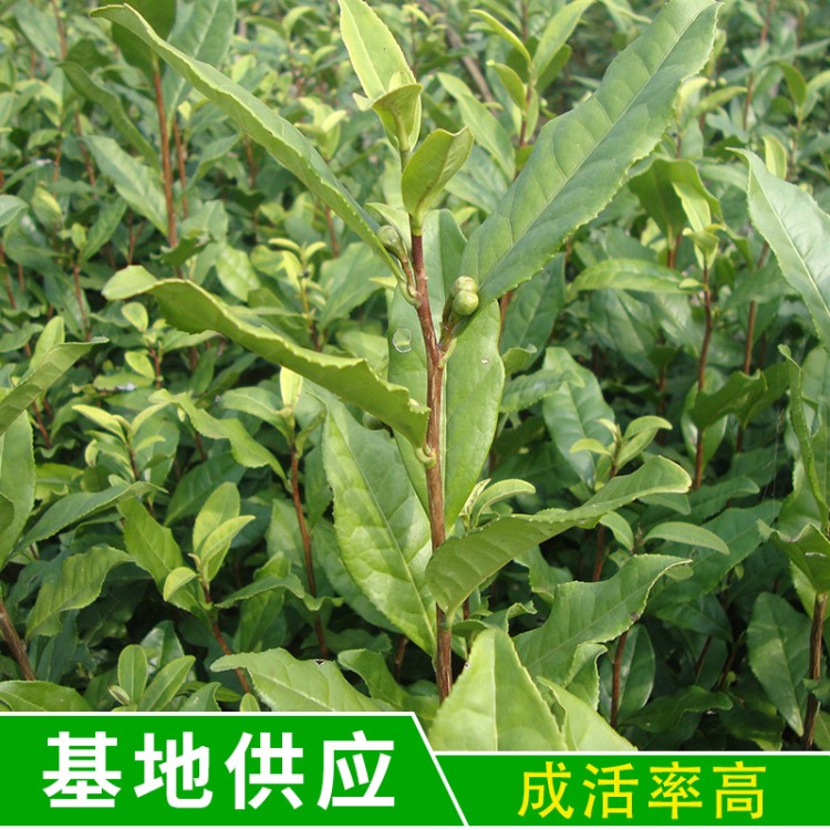 德昌苗木茶葉苗嫁接苗 容器袋 茶葉苗行道樹基質(zhì)茶葉苗批發(fā)