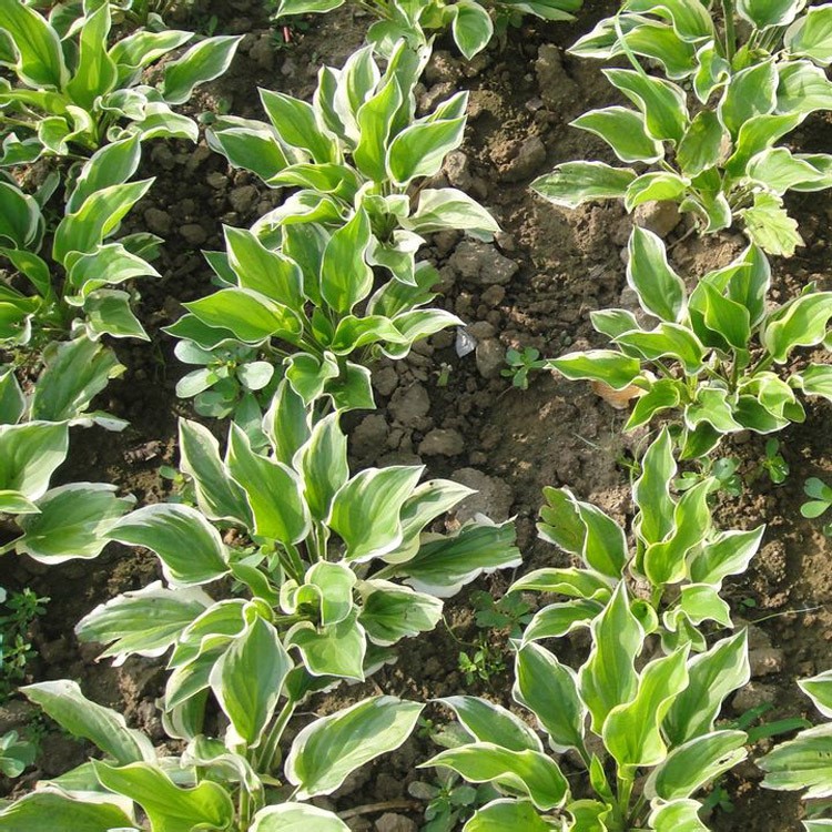 批發(fā)玉簪苗 金邊玉簪 觀葉植物庭院綠化青葉玉簪花金邊玉簪花苗