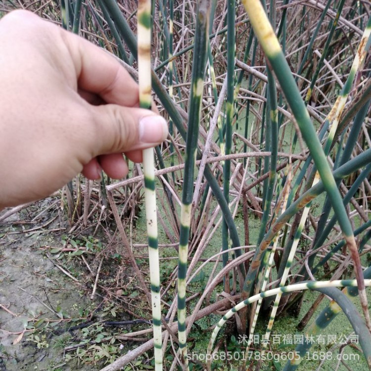 花葉水蔥苗圃直銷多年生宿根挺水草本植物產(chǎn)地批發(fā)金葉水蔥價格