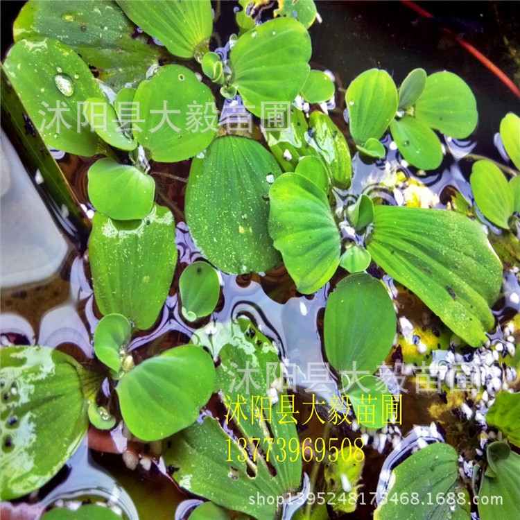 水芙蓉苗 夏季直銷 水生植物 水生花卉 清潔河流 盆栽花卉