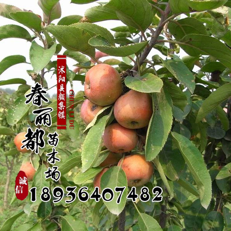 果樹(shù)苗 芭蕾小蘋果樹(shù)苗 又名冬紅果 迷你蘋果 當(dāng)年結(jié)果 長(zhǎng)壽果