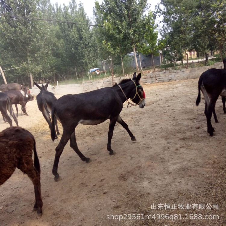 驢 家畜 牧業 牛羊驢養殖種苗廠家直銷量大從優