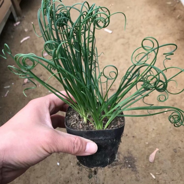 彈簧草實拍2-3cm球根 多肉植物奇趣植物塊根球室內外綠植花卉