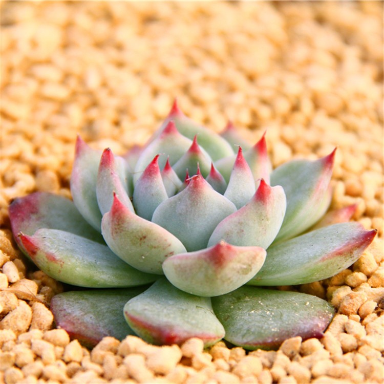 【吉娃娃】多肉植物批發5-7CM帶盆土發貨上海基地盆栽直銷