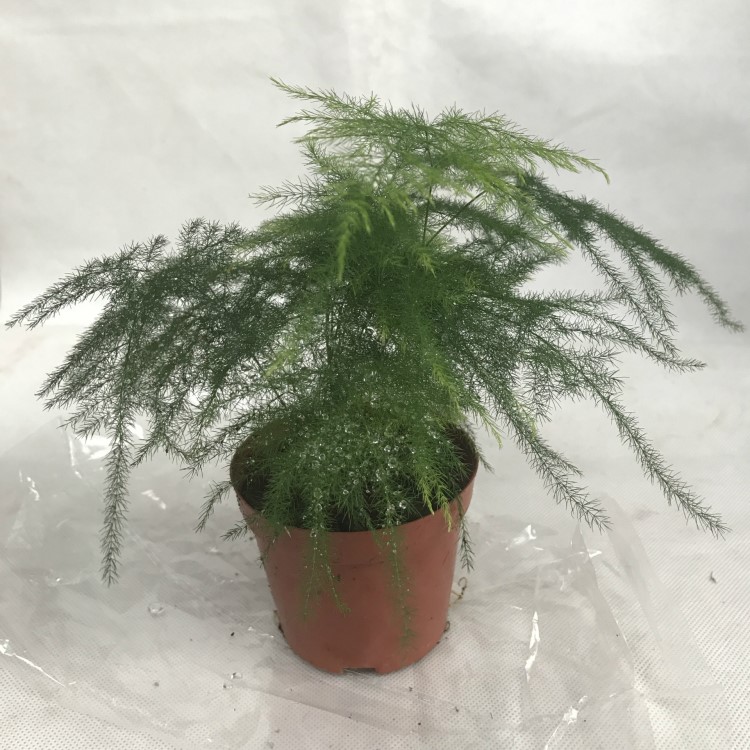 基地直銷 90#文竹  防輻射 水生植物 室內(nèi)盆景小盆栽花卉