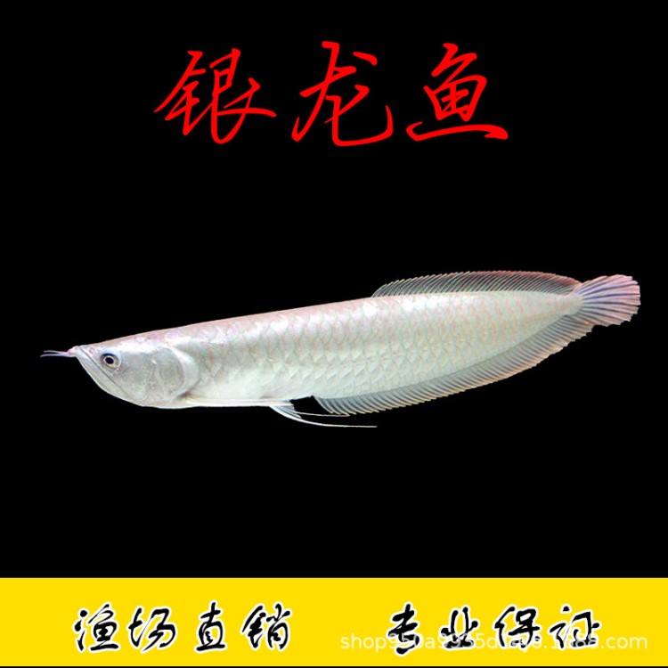 銀龍魚活體魚苗熱帶觀賞魚大型魚龍魚風(fēng)水魚水族魚缸寵物龍魚包郵