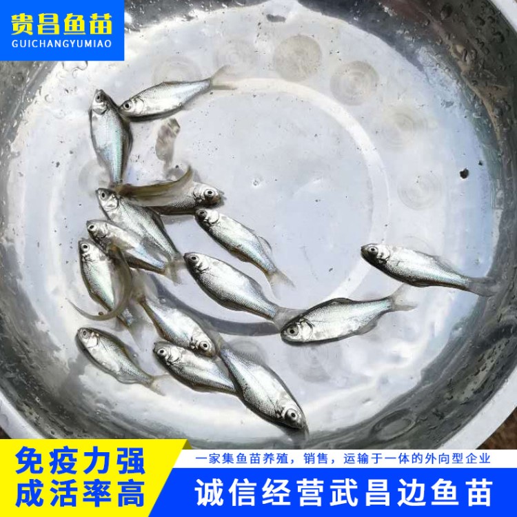 【魚場(chǎng)直供】武昌邊魚苗 各種淡水魚苗 免疫力強(qiáng) 海邊魚苗