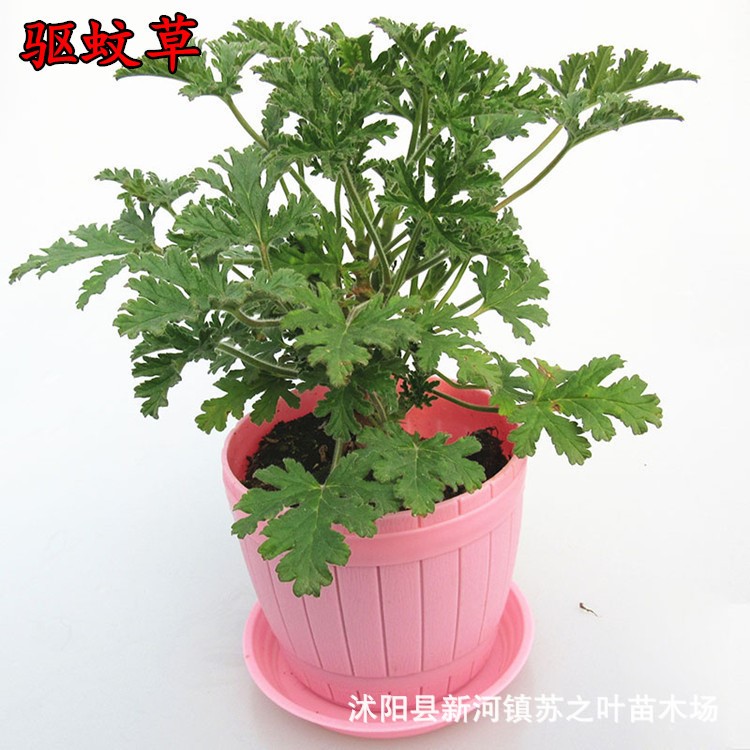 批發(fā)驅(qū)蚊草吸毒草室內(nèi)盆栽花卉環(huán)保植物凈化空氣迷你桌面綠植