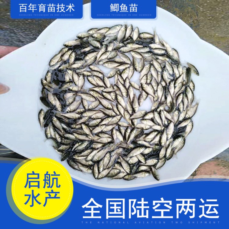 魚苗供應(yīng)特種鯽魚苗 廣東惠州黑魚 紅白鯧魚 羅非魚 活體魚苗批發(fā)