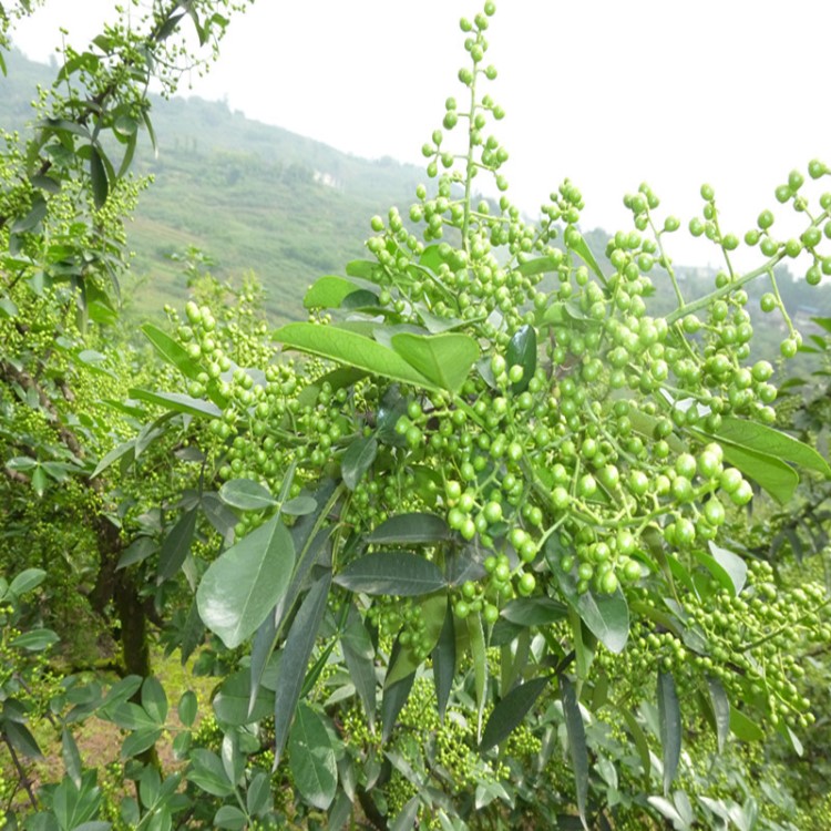 批發(fā)青花椒樹苗 九葉青花椒 麻味 經濟果樹苗