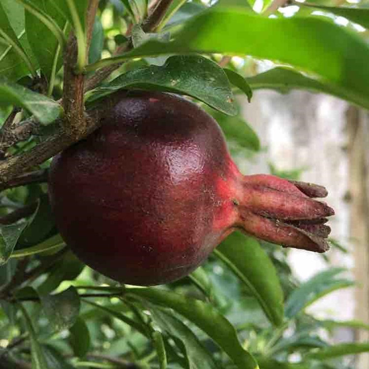 黑石榴苗批發(fā) 庭院植物 盆栽果樹(shù)苗 墨石榴樹(shù)苗 嫁接種苗