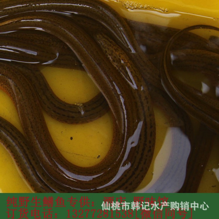 野生鮮活鱔魚 湖北洪湖特產清水河黃鱔鮮活批發(fā) 新鮮活體到家