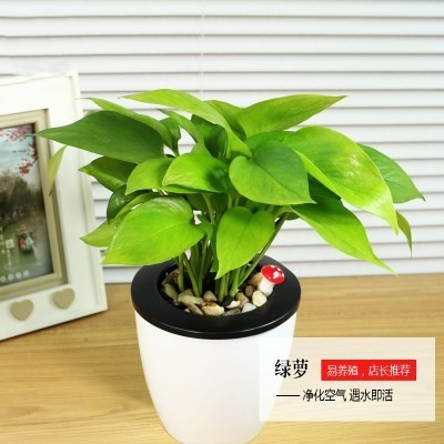 綠蘿水培植物盆栽花卉室內(nèi)綠植辦公室室內(nèi)盆栽綠蘿盆景