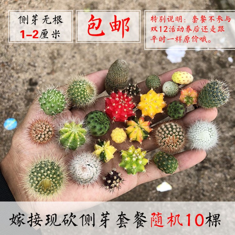 仙人彩色球丨彩色柱仙人掌嫁接组合包邮盆栽多肉植物包邮三角柱接