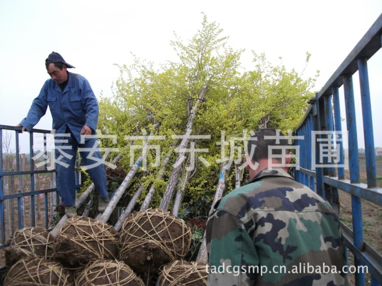 山东绿化苗：金叶榆 榆叶梅 红叶碧桃 白皮松 阳光樱花 等乔木类