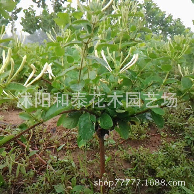 金银花苗批发 耐阴 耐寒 金银花苗木 四季金银花种苗小苗