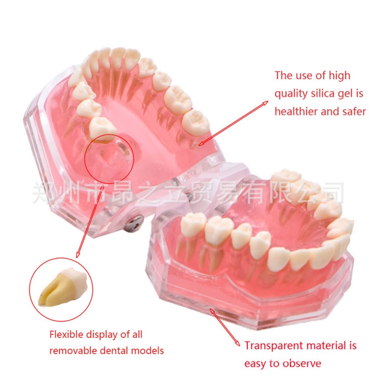 牙科材料 標準牙軟托可拔牙模型 1:1 教學牙模型口腔齒科器械電商