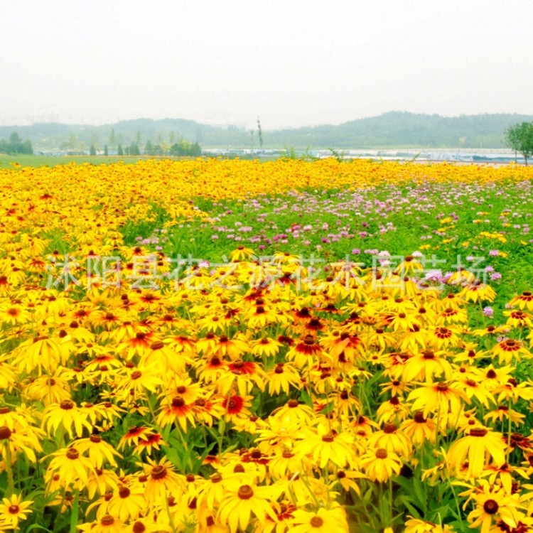 花海景觀金光黑心菊種批發(fā) 耐寒耐旱花期長 園林綠化多年生草本