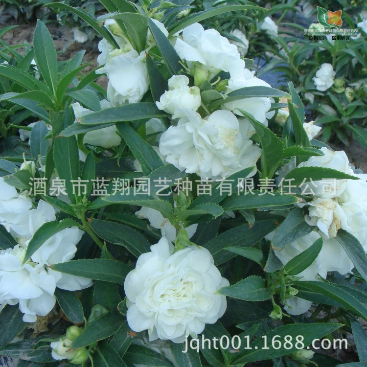 花卉種子 茶花鳳仙 鳳仙花 指甲花 盆栽花種子 種子批發(fā) 廠家