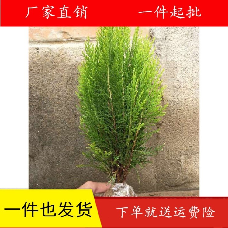 香松庭院陽臺綠植盆景 盆栽花卉常青 松樹柏樹 灑金柏植物小盆景