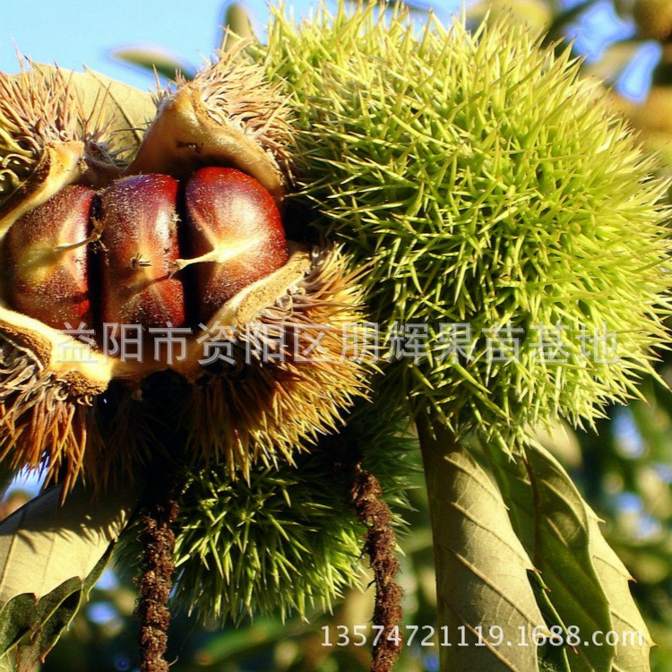 果苗樹批發(fā) 嫁接板 栗子樹苗 羅田板栗之桂花香板栗 香味獨特