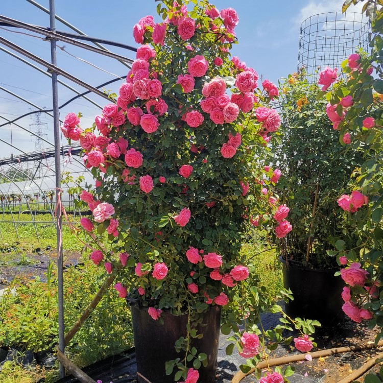 月季花盆栽灌木大花濃香型陽臺植物庭院薔薇玫瑰花卉四季開花大苗