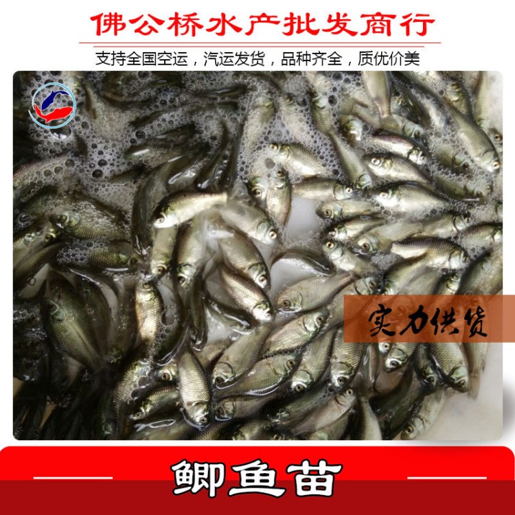 熱賣 鯽魚苗 豐產(chǎn)鯽大白鯽湘云鯽魚雜交三倍體快大鯽工程鯽苗