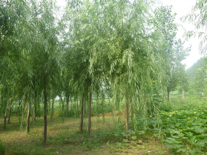 垂柳，柳樹 垂柳苗木，垂柳基地，量大從優 北京花卉基地