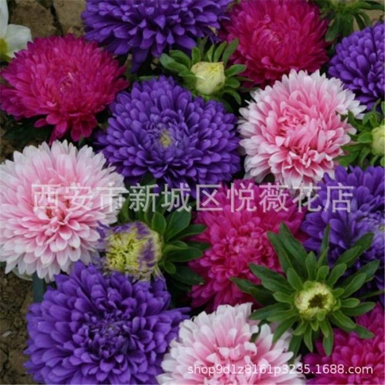 翠菊種子八月菊紅粉藍(lán)江西臘庭院陽(yáng)臺(tái)盆栽四季播種花種子花籽